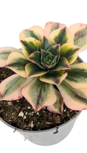 Aeonium Floresens