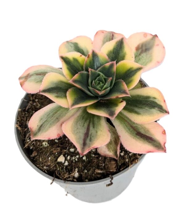 Aeonium Floresens