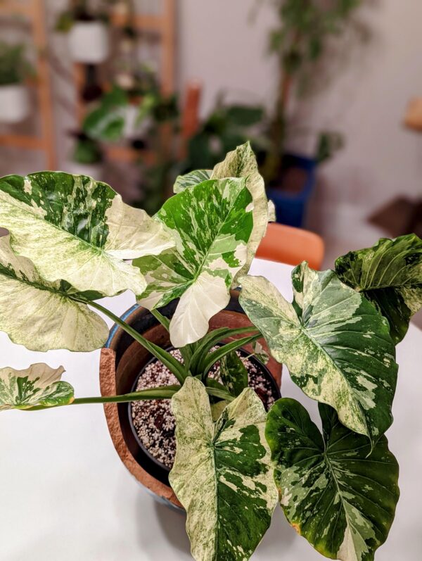 Alocasia odora Batik Variegata – Image 3