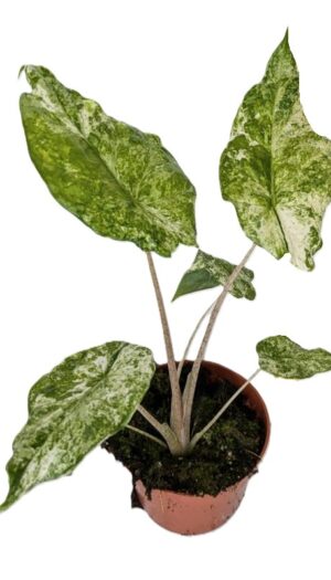 Alocasia odora Batik Variegata