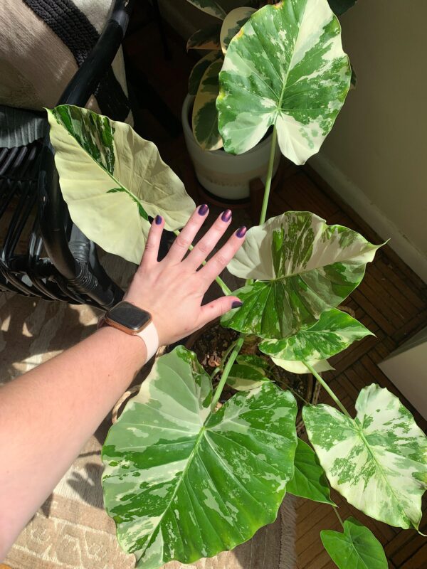 Alocasia odora Batik Variegata – Image 2