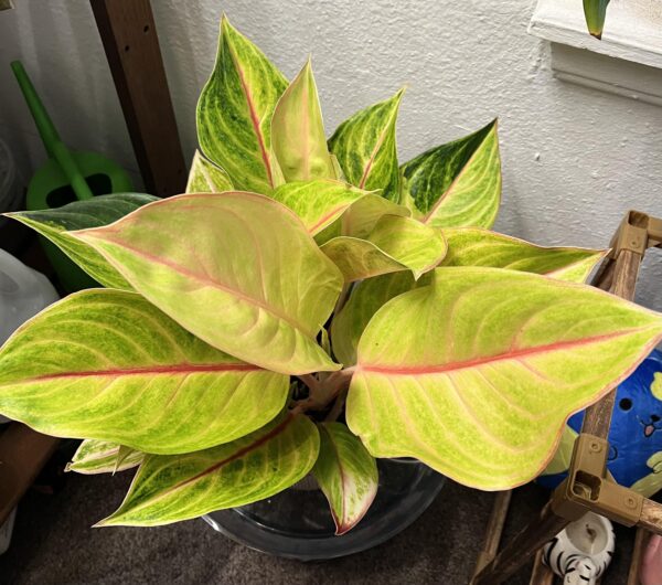 Aglaonema Apple Fantasy – Image 4