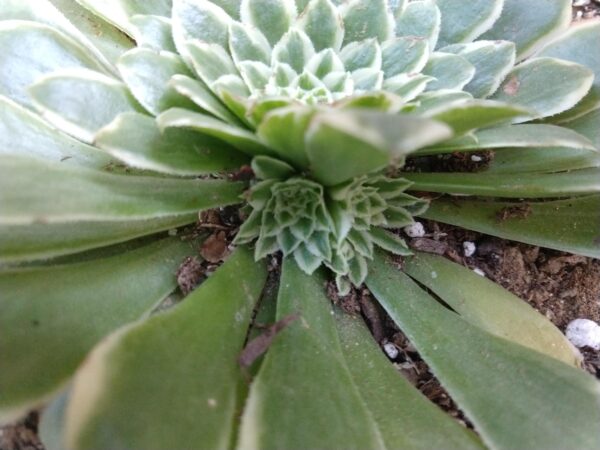 Aeonium Emerald Ice Variegata – Image 4