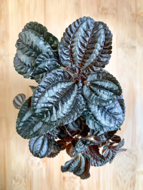 Pilea spruceana – Image 2