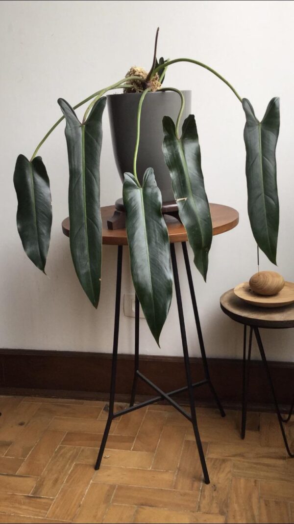 Philodendron Spiritus Sancti – Image 2
