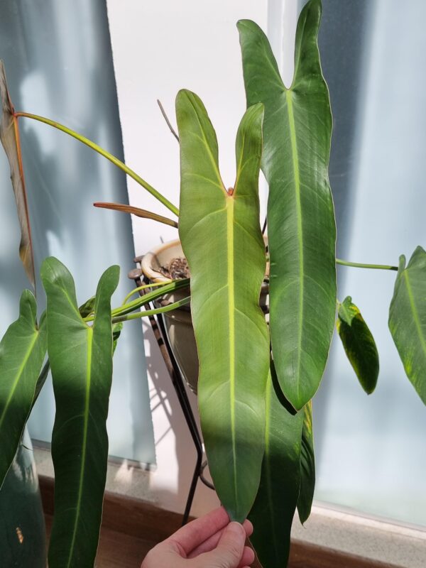 Philodendron Spiritus Sancti – Image 3