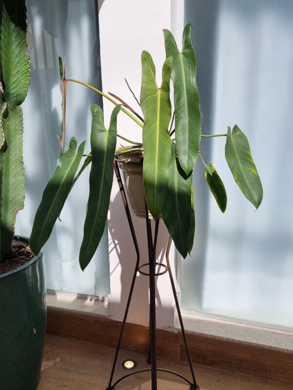 Philodendron Spiritus Sancti – Image 4