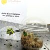 Kit de d'acclimatation pour plantes in vitro