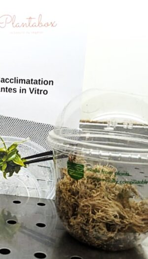 Kit de d'acclimatation pour plantes in vitro