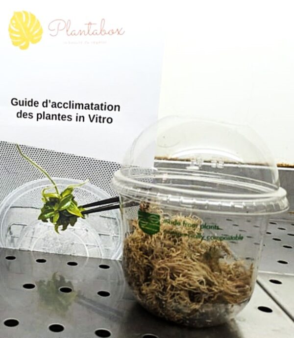 Kit de d'acclimatation pour plantes in vitro