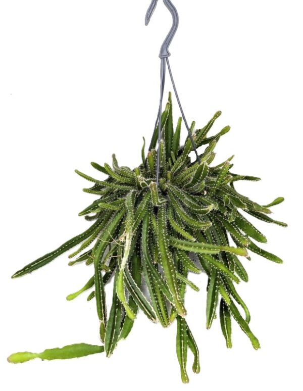 Fruit du dragon ( Hylocereus undatus )