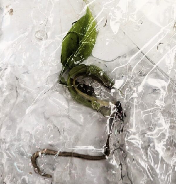 Monstera Aurea