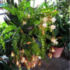 Epiphyllum anguliger – Image 3