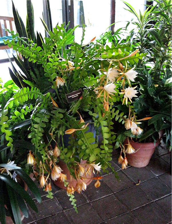 Epiphyllum anguliger – Image 3