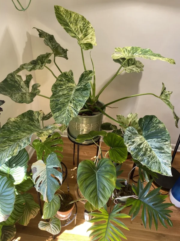 Philodendron Giganteum Blizzard variegata – Image 4