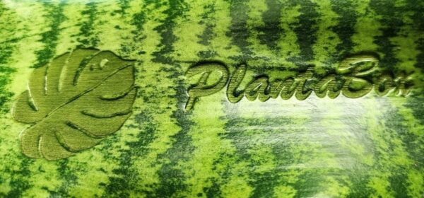 Plante de Sanseveria personnalisable (gravure) – Image 2