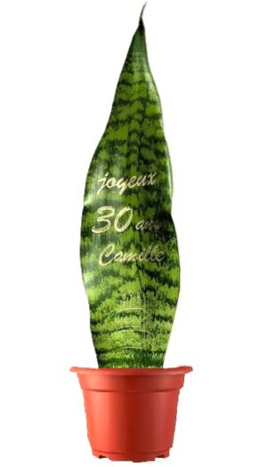 Plante de Sanseveria personnalisable (gravure)
