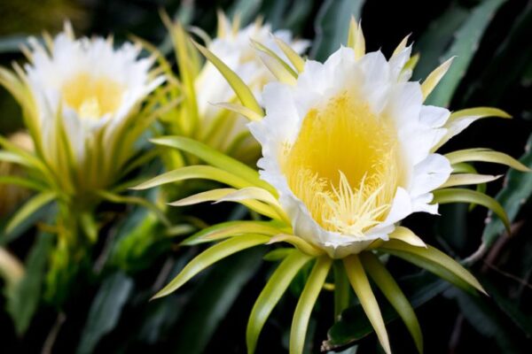 Fruit du dragon ( Hylocereus undatus ) – Image 4
