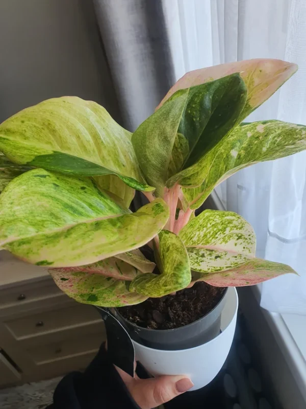 Aglaonema Apple Fantasy – Image 2