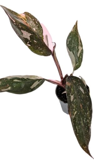 Philodendron Red Anderson