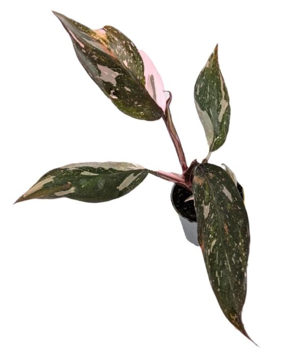 Philodendron Red Anderson