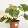 Homalomena Rubescens Variegata – Image 2