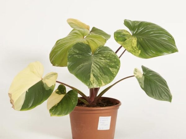 Homalomena Rubescens Variegata – Image 2