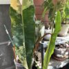 Philodendron billietiae Variegata – Image 6
