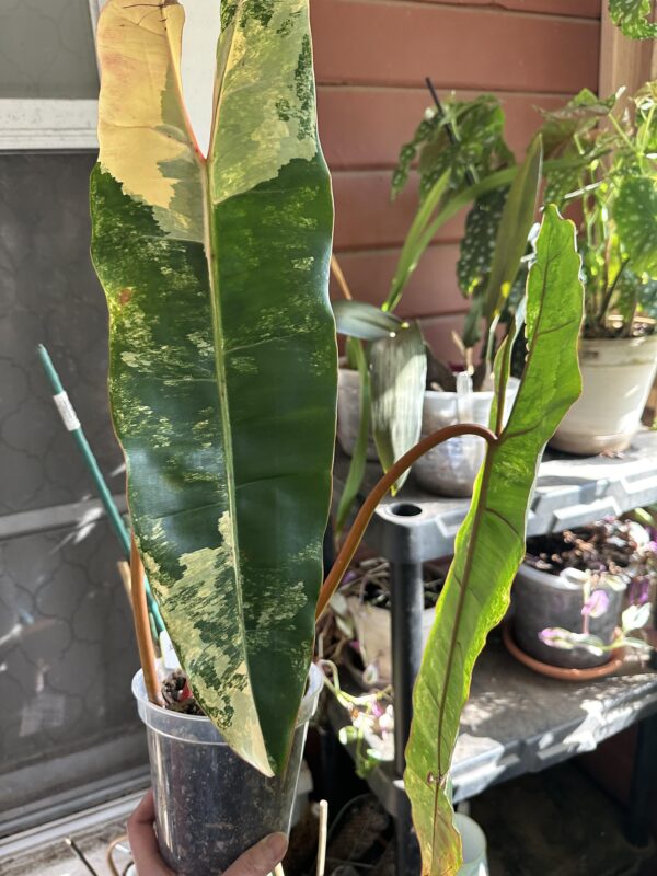 Philodendron billietiae Variegata – Image 6