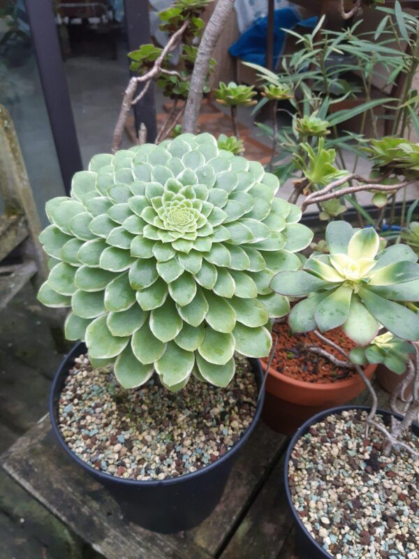 Aeonium Emerald Ice Variegata – Image 3