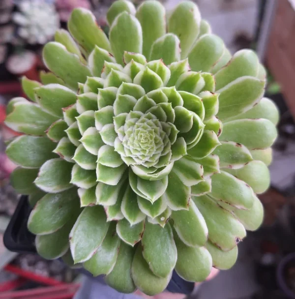 Aeonium Emerald Ice Variegata – Image 5