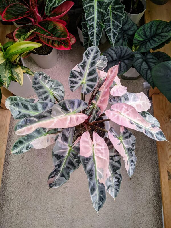 Alocasia Bambino Pink Variegata – Image 4