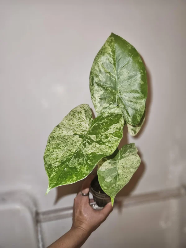 Alocasia odora Batik Variegata – Image 4