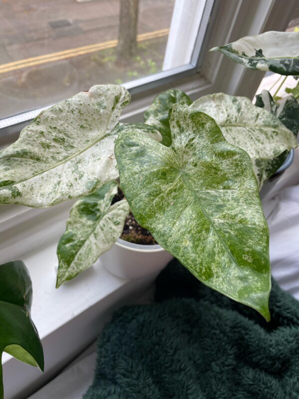 Alocasia odora Batik Variegata – Image 5