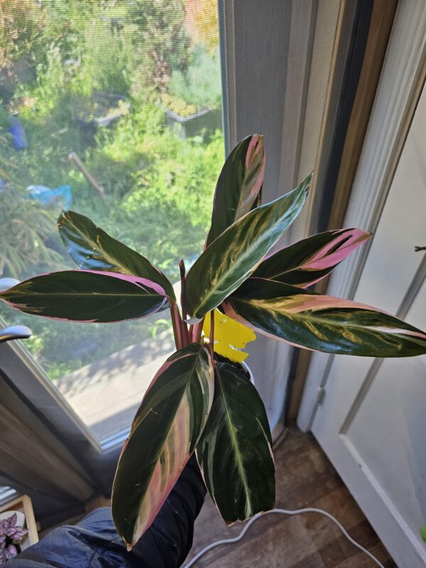 Stromanthe Magic Star – Image 3