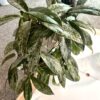 Hoya pubicalyx 'Silver Spot' – Image 2