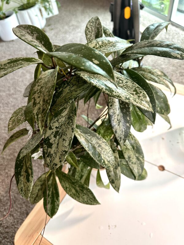 Hoya pubicalyx 'Silver Spot' – Image 2