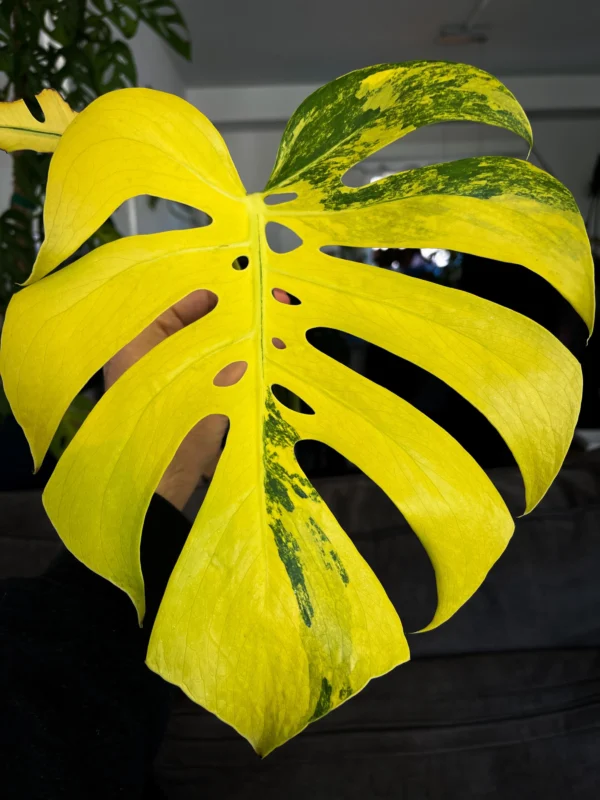 Monstera Aurea – Image 2