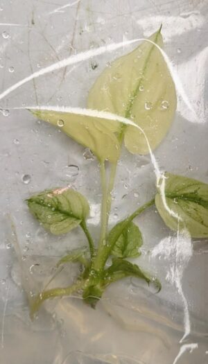 Philodendron Goeldii Mint