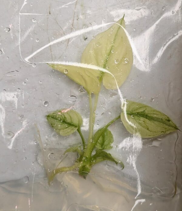 Philodendron Goeldii Mint