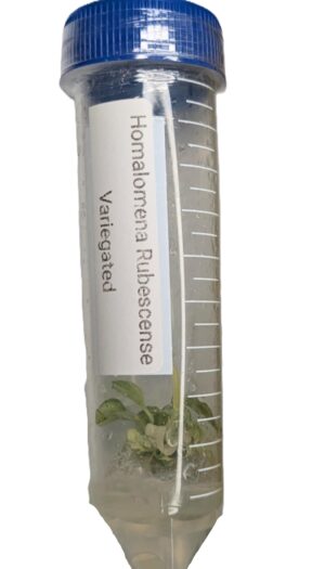 Homalomena Rubescens Variegata