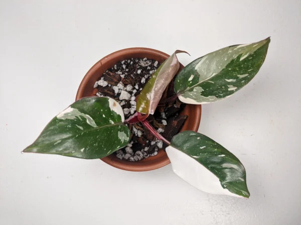 Philodendron Red Anderson – Image 2