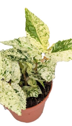 Pellionia repens Variegata