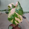 Homalomena Rubescens Variegata – Image 3