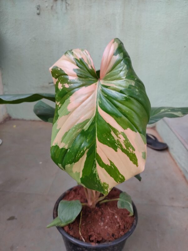 Homalomena Rubescens Variegata – Image 3