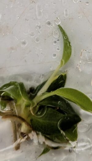 Philodendron Spiritus Sancti