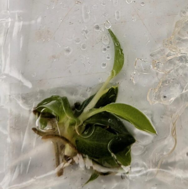 Philodendron Spiritus Sancti