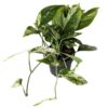 Epipremnum pinnatum Marble King