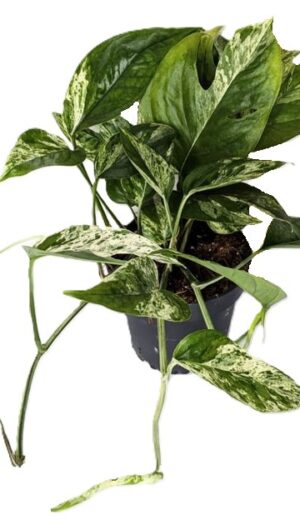 Epipremnum pinnatum Marble King