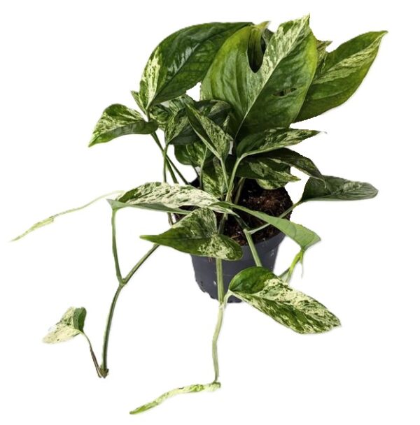 Epipremnum pinnatum Marble King